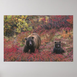 Poster EUA, Alasca, Parque Nacional Denali. Urso pardo
