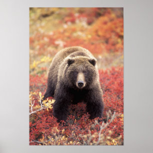 Póster EUA, Alasca, Parque Nacional Denali, urso-pardo fê