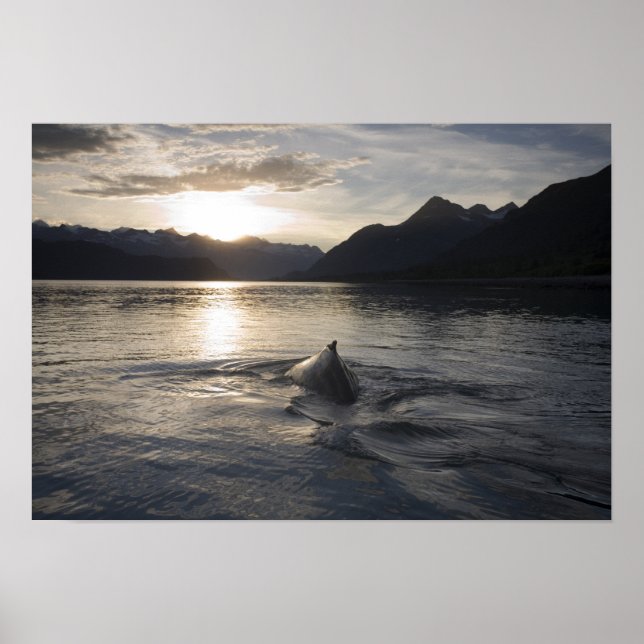 Poster EUA, Alasca, Parque Nacional Glacier Bay, (Frente)