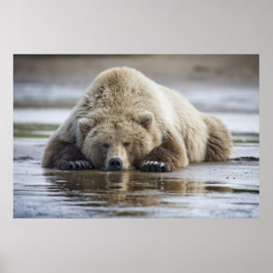 Poster EUA, Alasca, Parque Nacional Katmai, Urso Pardo