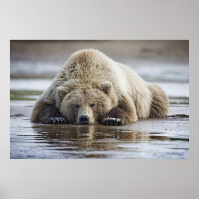 Poster EUA, Alasca, Parque Nacional Katmai, Urso Pardo (Frente)