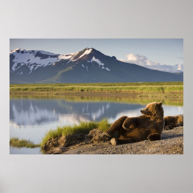 Póster EUA, Alasca, Parque Nacional Katmai, Ursos Pardo (Frente)