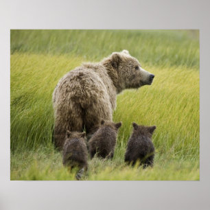 Póster EUA, Alasca, Parque Nacional Lake Clark. Urso-pard