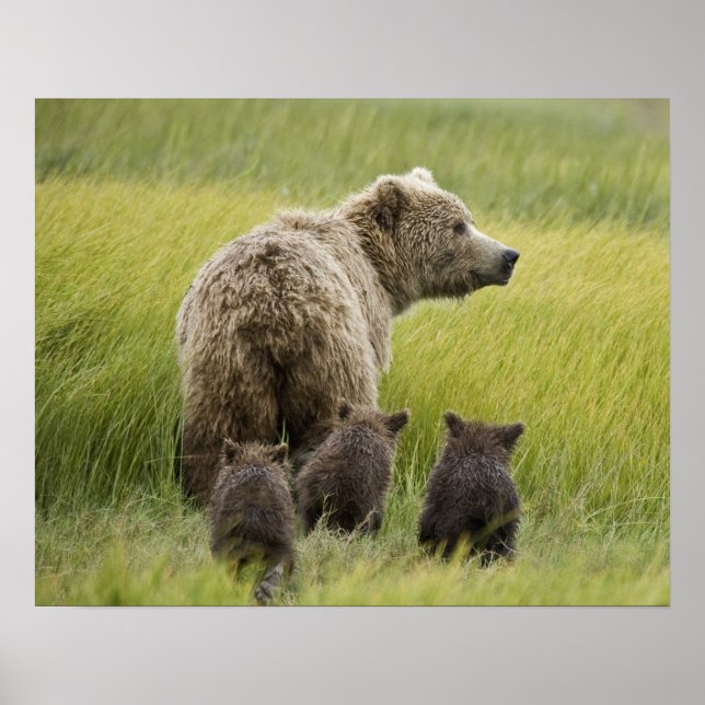Póster EUA, Alasca, Parque Nacional Lake Clark. Urso-pard (Frente)