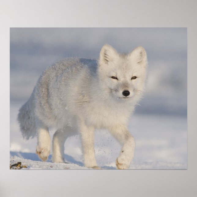 Póster EUA, Alasca, Planície Costeira de 1002 da ANWR. An (Frente)