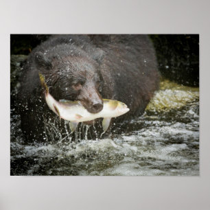 Poster EUA, Alaska, angra de Anan. Fim-Acima do urso