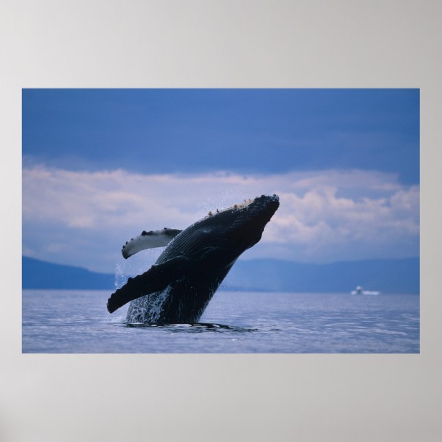 Poster EUA, Alaska, Floresta Nacional de Tongass, Humpbac (Frente)