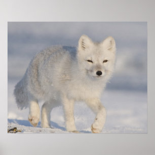 Póster EUA, Alaska, planície 1002 litoral do ANWR. Uns 3