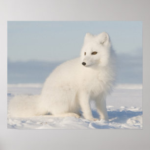 Póster EUA, Alaska, planície 1002 litoral dos 5 árticos
