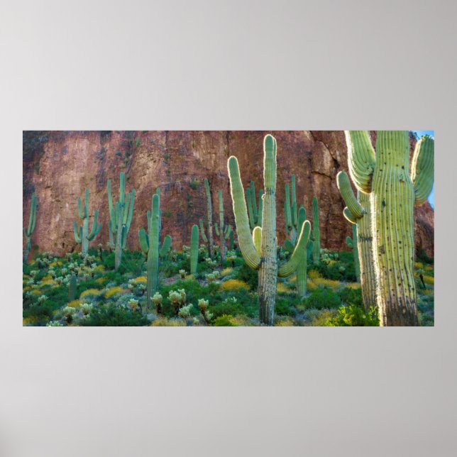 Póster EUA, Arizona. Campo Saguaro Cactus Por Um Cliff (Frente)