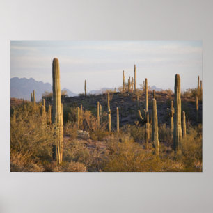 Póster EUA, Arizona, Deserto de Sonora, Ajo, Ajo 2