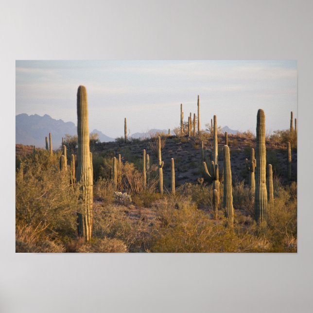 Póster EUA, Arizona, Deserto de Sonoran, Ajo, Ajo 2 (Frente)