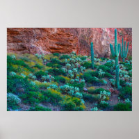 EUA, Arizona. Flora do Deserto