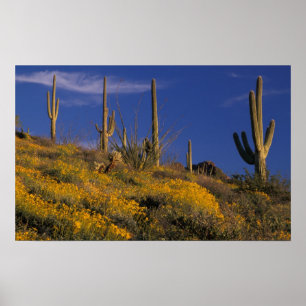 Poster EUA, Arizona, Organ Pipe Cactus National 2