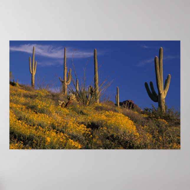Poster EUA, Arizona, Organ Pipe Cactus National 2 (Frente)