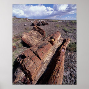 Poster EUA, arizona, parque nacional de floresta