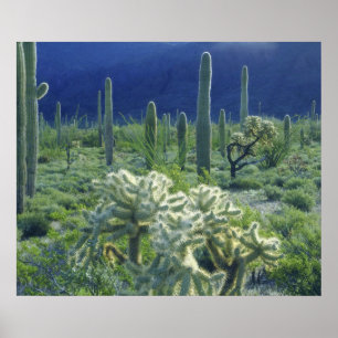 Póster EUA, Arizona, Parque Nacional do Cacto Organ Pipe