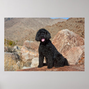 Poster EUA, Califórnia. Assento de Labradoodle