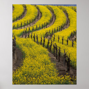 Póster EUA, Califórnia, Napa Valley, Los Carneros Ava.