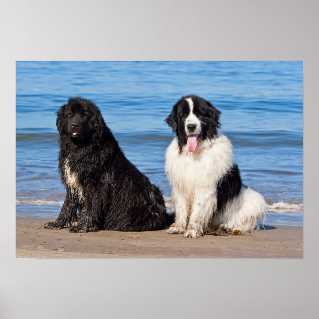 Poster EUA, Califórnia. Newfoundlands Sentados (Frente)