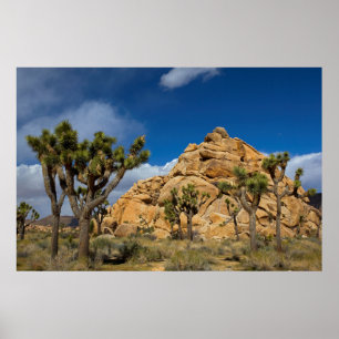 Póster EUA, Califórnia, Parque Nacional da Árvore de Josu