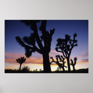 Póster EUA, Califórnia, Parque Nacional Joshua Tree,