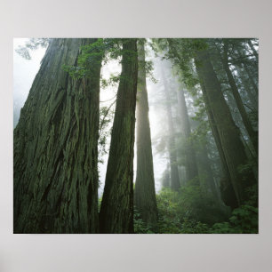 Poster EUA, Califórnia, Parque Nacional Redwood, 2