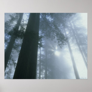 Poster EUA, Califórnia, Parque Nacional Redwood, Del
