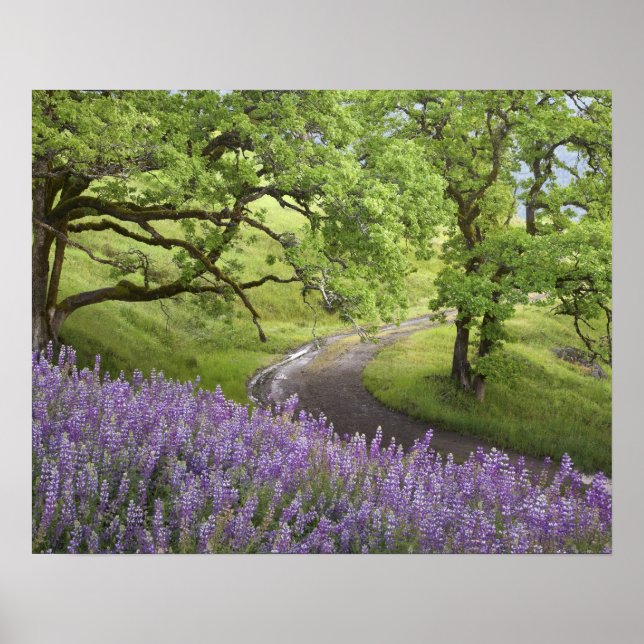 Poster EUA, Califórnia, Parque Nacional Redwood. Sujeira (Frente)