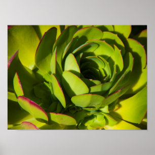 Póster EUA, Califórnia. Planta de Lobelia Gigante Close U