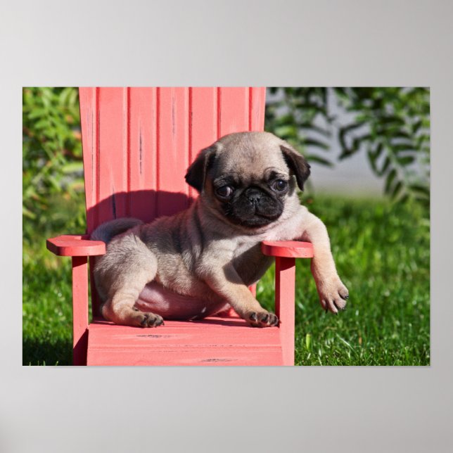 Póster EUA, Califórnia. Pug Puppy Slouch (Frente)