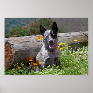 Póster EUA, Califórnia. Queensland Healer Sentado 2