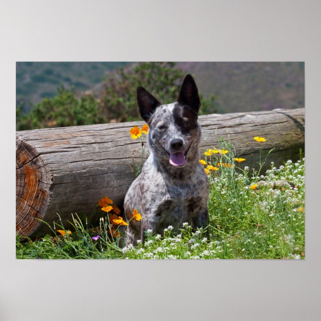 Póster EUA, Califórnia. Queensland Healer Sentado 2 (Frente)