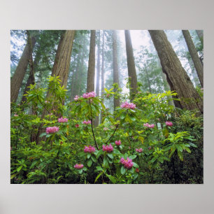 Poster EUA, Califórnia, Redwood NP. Rhododendron