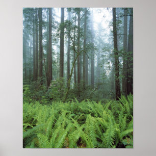Poster EUA, Califórnia, Redwood NP. Samambaias e