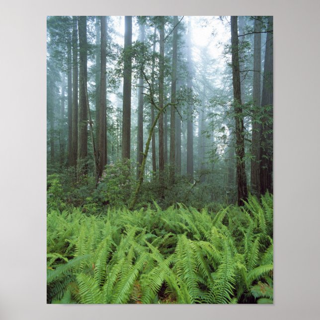 Póster EUA, Califórnia, Redwood NP. Samambaias e (Frente)