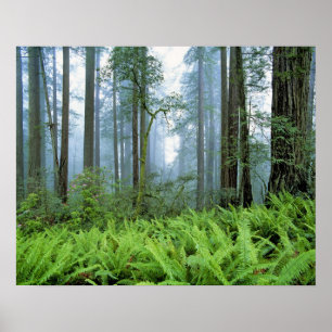 Póster EUA, Califórnia, Redwood NP. Sequoias
