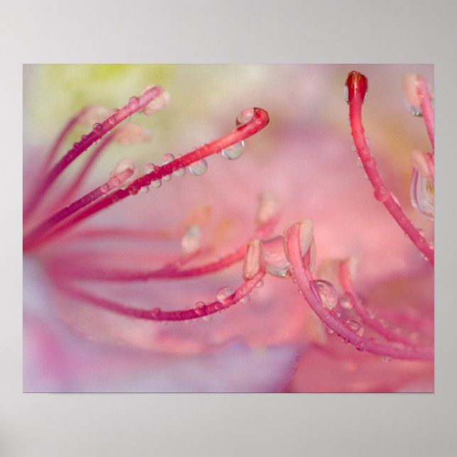 Poster EUA, Carolina do Norte. Catawba rhododendron com (Frente)