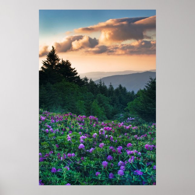 Poster EUA, Carolina do Norte. Rhododendrons Catawba (Frente)