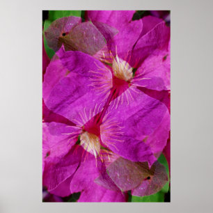 Poster EUA, Colorado, Boulder. Montagem de flores da Clem