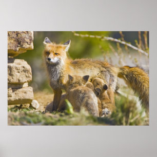 Poster EUA, Colorado, Breckenridge. Mãe de raposa vermelh
