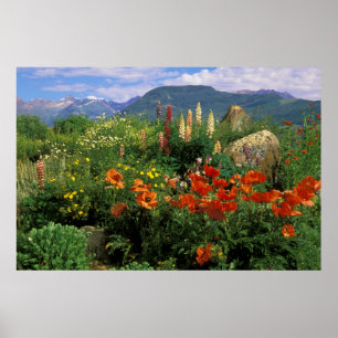 Póster EUA, Colorado, Crested Butte. Papoulas e lupino