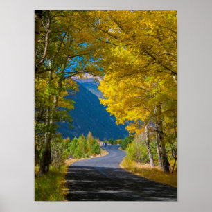 Poster EUA, Colorado. Estrada Flanqueada por Álamo-Tremed
