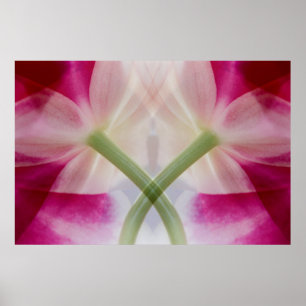 Póster EUA, Colorado, Lafayette. Montagem de orquídeas