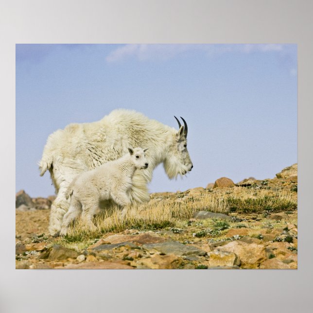 Póster EUA, Colorado, Montanhas Rochosas, Monte Evans, (Frente)