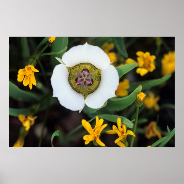 Poster EUA, Colorado. Tulipa Mariposa (Frente)