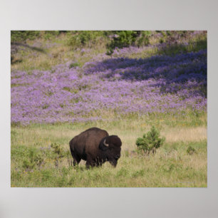 Poster EUA, Dakota do Sul, bison americano (Bison bison)
