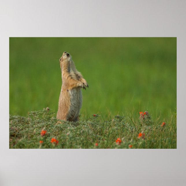 Póster EUA, Dakota do Sul, Parque Estadual Custer (Frente)