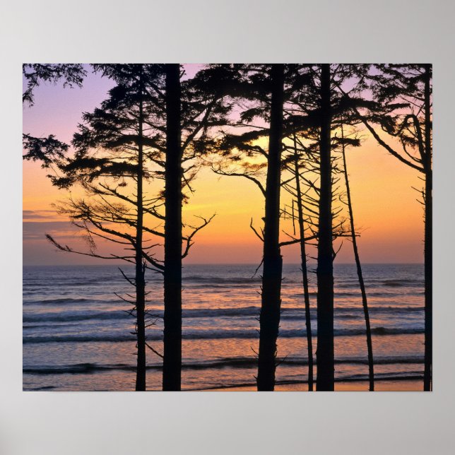 Póster EUA, Estado de Washington, Olimpiadas NP. Delicado (Frente)