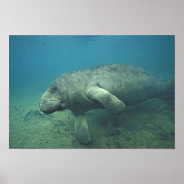 Póster EUA, FL, Manatee (Frente)